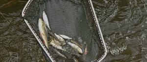 Derzeit wird unter den Fischer:innen der entstandene Schaden erhoben.