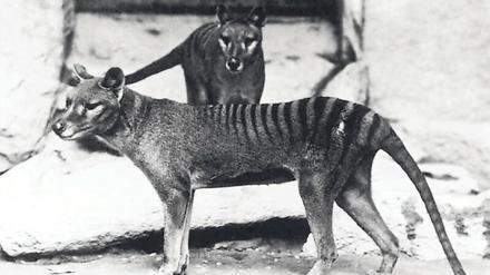 1936 starb das letzte gestreifte Tier in einem Zoo. 
