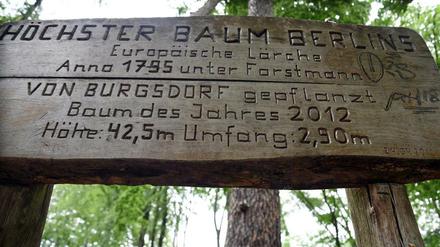 Holztafel für den bis vor kurzem höchsten Baum Berlins, die Burgsdorf-Lärche.