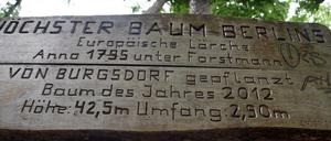 Holztafel für den bis vor kurzem höchsten Baum Berlins, die Burgsdorf-Lärche.