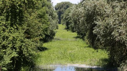 Die Nuthe im Wohngebiet "Am Schlaatz" mit Niedrigwasser und zugewachsen.