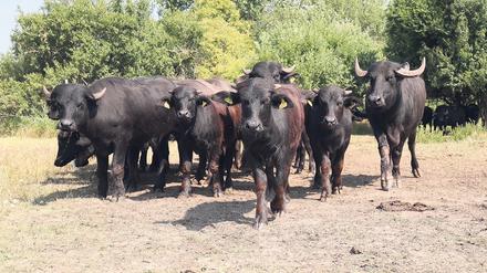 Auf den Weiden des Biohofs über dem Plessower See in Werder (Havel) haben die Tiere viel Platz.