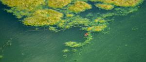 Blaualgen stellen eine Gefahr für die Gesundheit dar (Symbolbild).