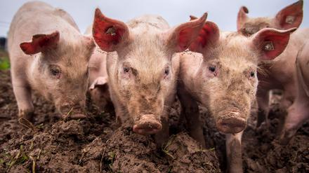 Das Schweineparadies: An der frischen Luft graben, wühlen, futtern. Aber das ist nur wenigen Tieren vergönnt.