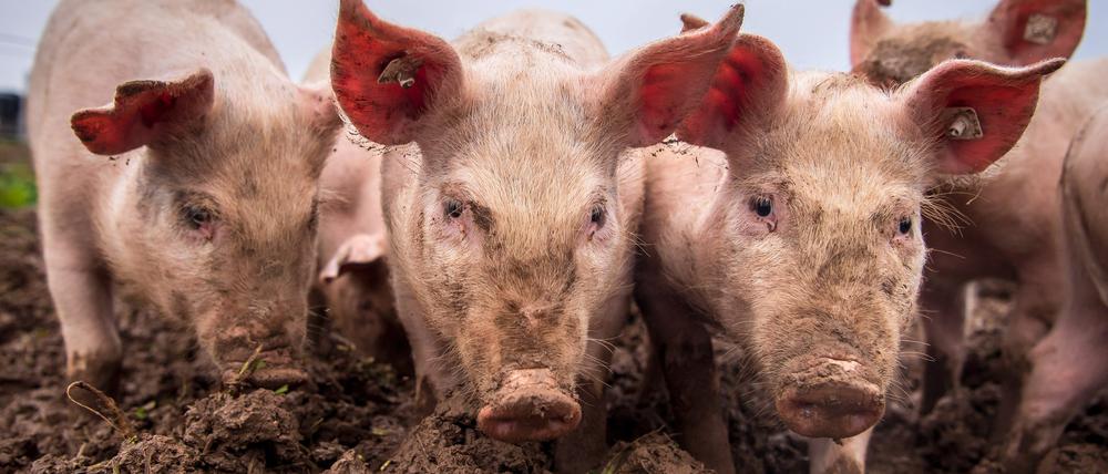 Das Schweineparadies: An der frischen Luft graben, wühlen, futtern. Aber das ist nur wenigen Tieren vergönnt.