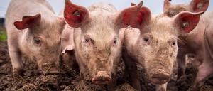 Das Schweineparadies: An der frischen Luft graben, wühlen, futtern. Aber das ist nur wenigen Tieren vergönnt.