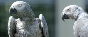 Der Kongo-Graupapagei ist einer der beliebtesten Vogelarten bei deutschen Hobbyhaltern