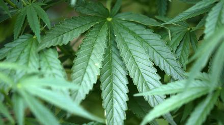 Hanf-Pflanzen (Cannabis) wachsen in einem Garten (Symbolbild).