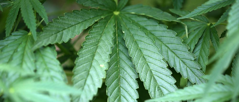 Hanf-Pflanzen (Cannabis) wachsen in einem Garten (Symbolbild).