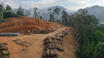 Der südamerikanische Regenwald ist unter anderem durch die Holzwirtschaft akut gefährdet.