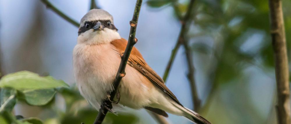 Der Neuntöter frisst Insekten und sogar kleine Mäuse. 