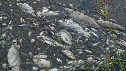 Tote Fische treiben im Wasser des deutsch-polnischen Grenzflusses Oder. Das Fischsterben in der Oder gibt weiter Rätsel auf. Die gute Nachricht: Nach nur wenigen Jahren könnte sich der Bestand erholt haben.