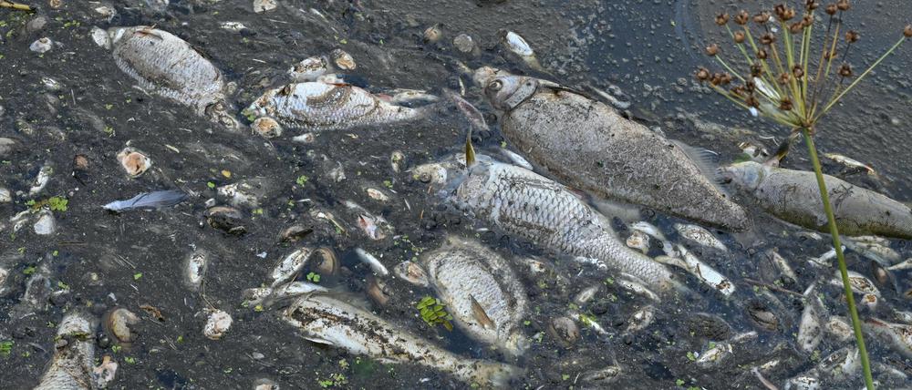 Tote Fische treiben im Wasser des deutsch-polnischen Grenzflusses Oder.