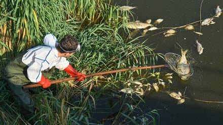 Am 16.08 fischt Andreas Hein, Ranger bei der Naturwacht Brandenburg, bei Schwedt Kadaver aus der Oder. In den Gewässern verbliebene tote solche Biomasse könnte Mitursache des jetzigen Fischsterbens sein.