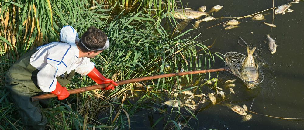 Am 16.08 fischt Andreas Hein, Ranger bei der Naturwacht Brandenburg, bei Schwedt Kadaver aus der Oder. In den Gewässern verbliebene tote solche Biomasse könnte Mitursache des jetzigen Fischsterbens sein.