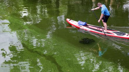 Auch wegen der zuletzt hohen Temperaturen haben sich die Algen in der Havel ausgebreitet.