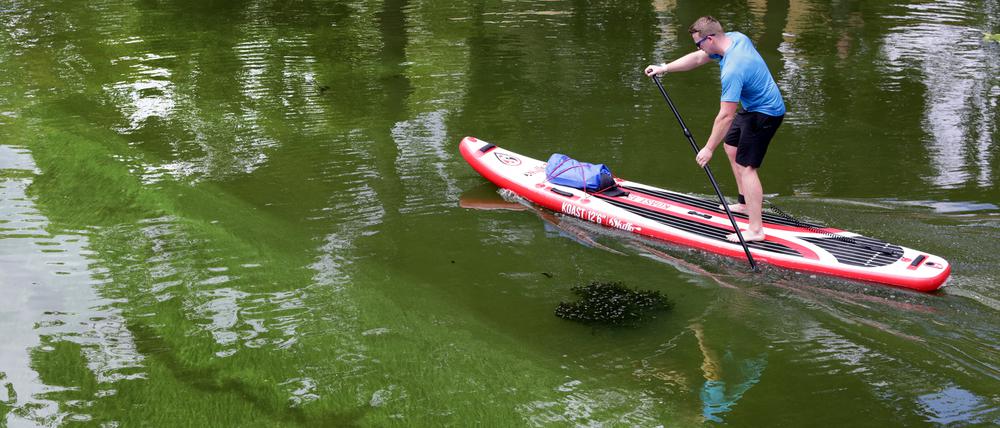Auch wegen der zuletzt hohen Temperaturen haben sich die Algen in der Havel ausgebreitet.