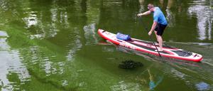 Auch wegen der zuletzt hohen Temperaturen haben sich die Algen in der Havel ausgebreitet.