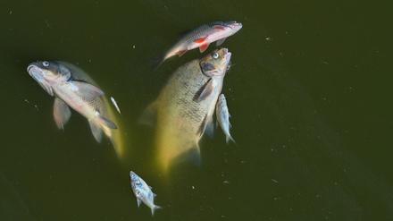 Seit Anfang August waren tonnenweise tote Fische angespült worden. 