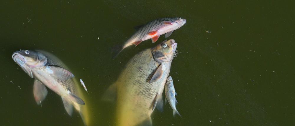 Seit Anfang August waren tonnenweise tote Fische angespült worden.