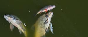 Seit Anfang August waren tonnenweise tote Fische angespült worden. 