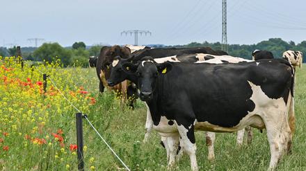 Auch die Geräusche von Kühen sollen Schutz genießen.