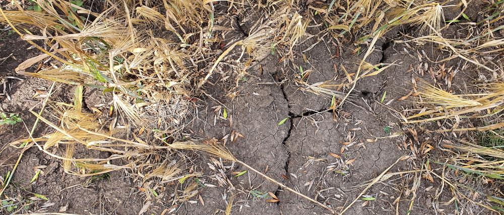 Trockenheit im Oderbruch