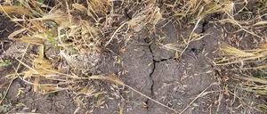 Trockenheit im Oderbruch