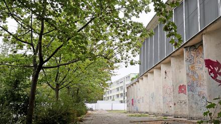Die bedrohten Bäume an der Rosa-Luxemburg-Schule nahe der Freundschaftsinsel.