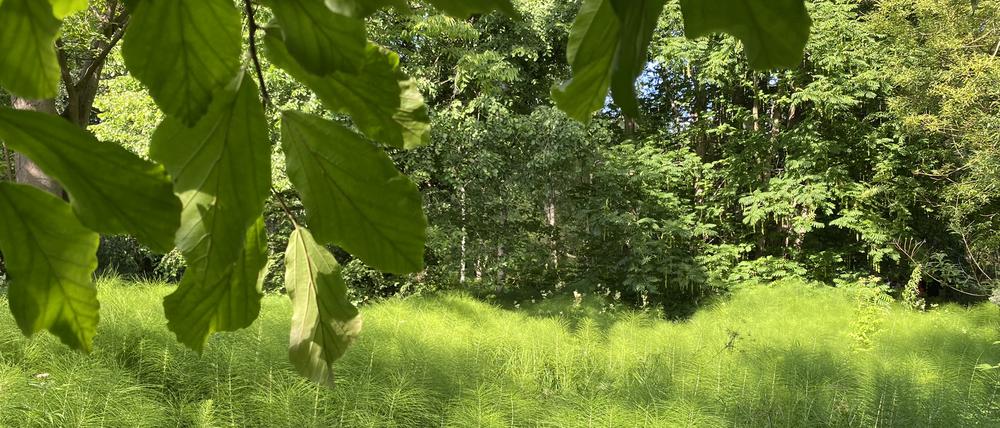 Riesenschachtelhalme gehören zu den ältesten Pflanzen auf der Erde.