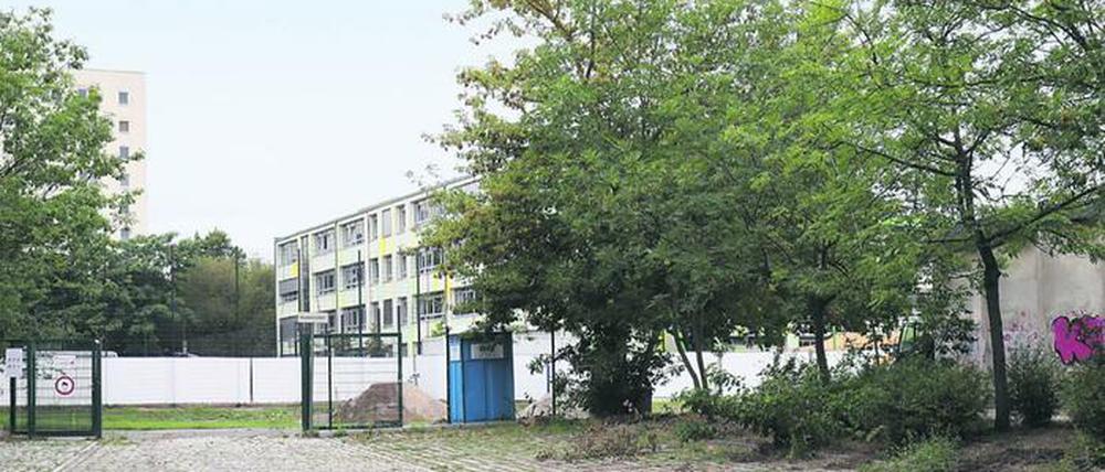 Zwölf neue Bäume soll die Schule als Ersatz erhalten.