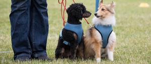 Zwei Hunde schauen sich an beim "Tag der offenen Tür" am 22.06.2014 im Tierheim Berlin. Foto: Jörg Carstensen/dpa +++(c) dpa - Bildfunk+++ | Verwendung weltweit