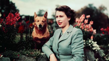 Queen Elizabeth II.  mit einem ihrer Hunde am 28. September 1952.