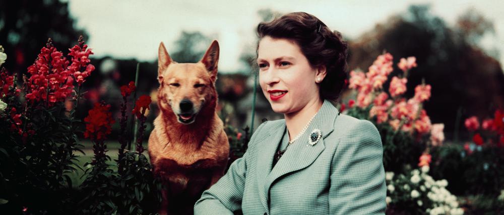 Queen Elizabeth II. mit einem ihrer Hunde am 28. September 1952.