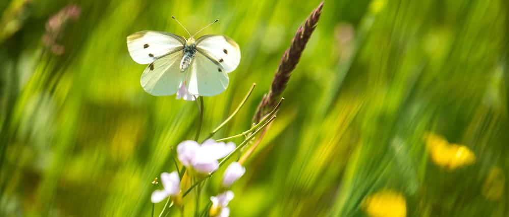 Ein Schmetterling landet im Sonnenschein auf einer Wiese. 
