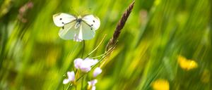 Ein Schmetterling landet im Sonnenschein auf einer Wiese. 