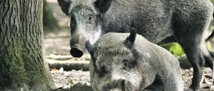 Wildschweine sind nicht an allem schuld.