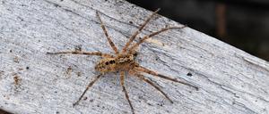 Das Foto zeigt eine Nosferatu-Spinne auf einem Holzblock.