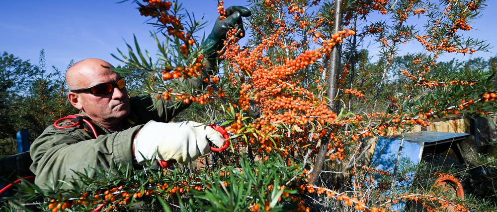 Ingolf Kühn schneidet die orangefarbenen Beeren von den Sträuchern in Petzow/Werder.