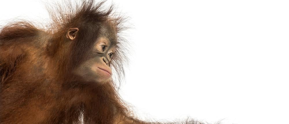 Bedrohte Art: ein junger Orang-Utan.