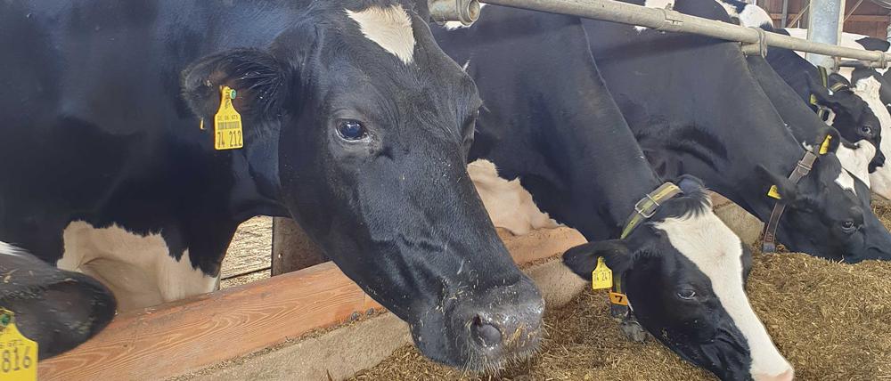 Mahlzeit: Wenn Kühe rülpsen, stoßen sie klimaschädliches Methan aus. Besseres Futter soll das verhindern.