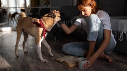 Woman reading book and petting dog Kazan, Republic of Tatarstan, Russia PUBLICATIONxINxGERxSUIxAUTxONLY CR_NITA201219B-601058-01 ,model released, Symbolfoto