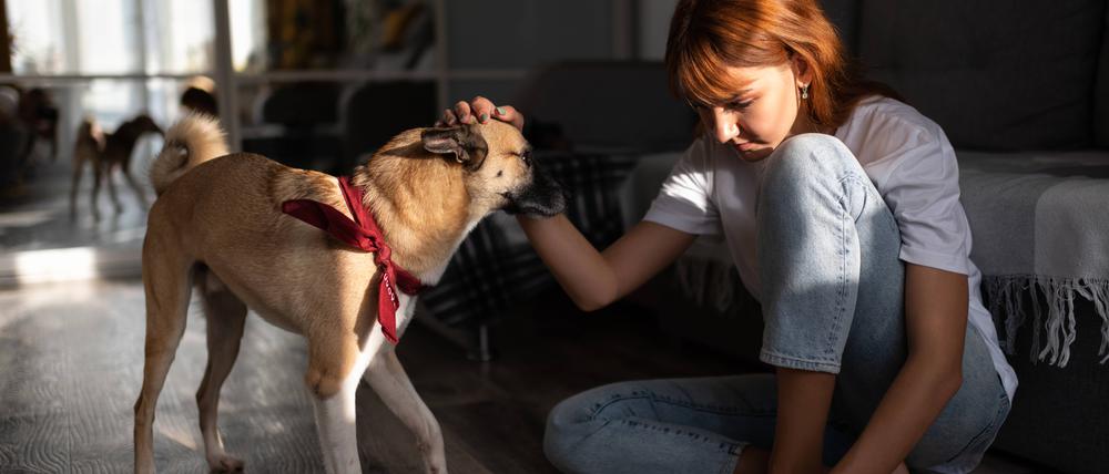 Woman reading book and petting dog Kazan, Republic of Tatarstan, Russia PUBLICATIONxINxGERxSUIxAUTxONLY CR_NITA201219B-601058-01 ,model released, Symbolfoto