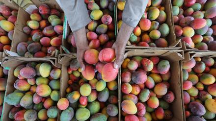 Ein Bauer bei der Mango-Ernte. 