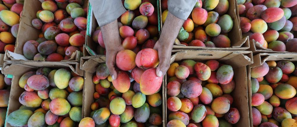 Ein Bauer bei der Mango-Ernte. 
