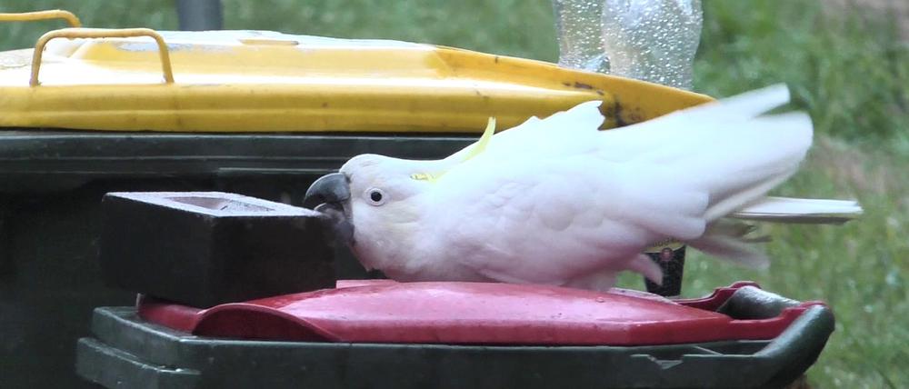 Schwere Objekte auf den Deckeln wie Steine halten die Vögel nicht lange von ihrem Ziel ab. Am liebsten essen sie wohl Brot.