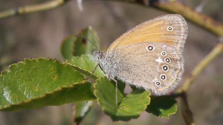 Das Rotbraune Wiesenvögelchen (Coenonympha glycerion) ist einer der Verlierer in der industrialisierten Landwirtschaft.