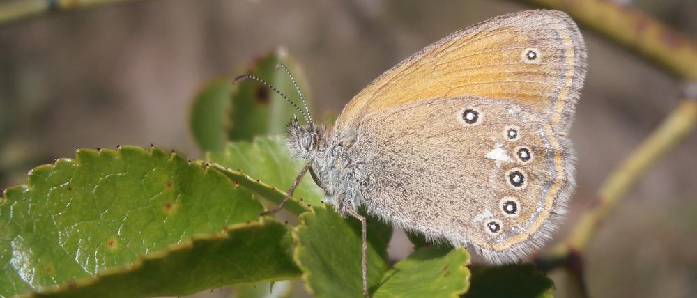 Das Rotbraune Wiesenvögelchen (Coenonympha glycerion) ist einer der Verlierer in der industrialisierten Landwirtschaft.