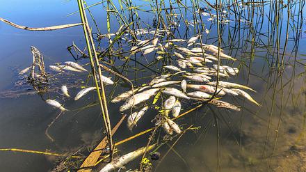 Tote Fische schwimmen in der Oder bei Brieskow-Finkenheerd. 