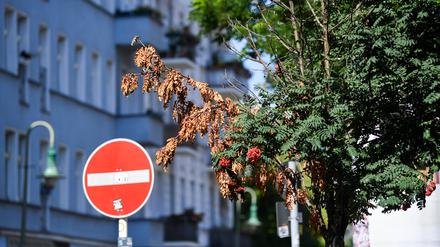 Vertrocknete Eberesche in Friedrichshain, 2018.